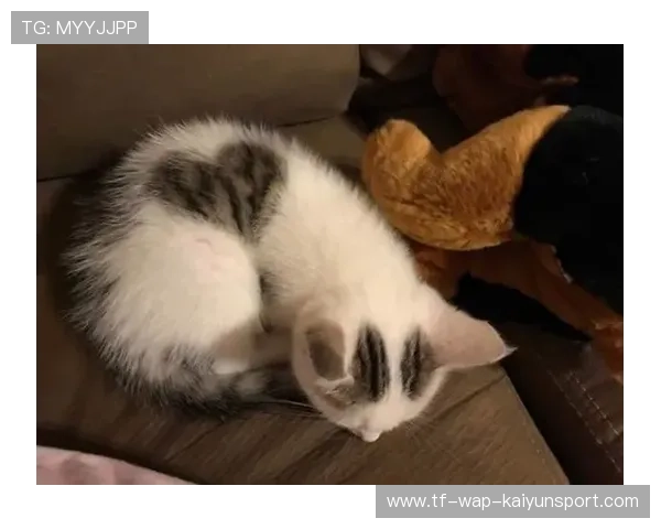 猫咪附体体系的争议与强大，猫咪附体体系的争议与强大的原因